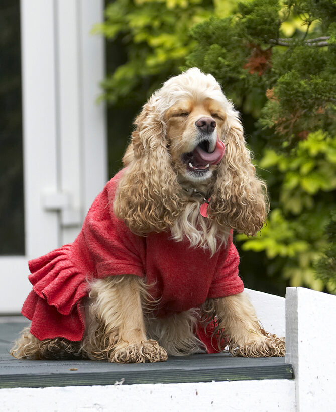 Alicia, American, Cocker, Dog, Dogs, Dress, Play, Playing, Playtime, Red, Sit, Sitting, Spaniel, Spaniels, Tongue