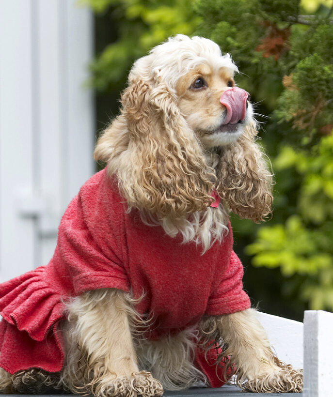 Alicia, American, Cocker, Dog, Dogs, Dress, Play, Playing, Playtime, Red, Sit, Sitting, Spaniel, Spaniels, Tongue