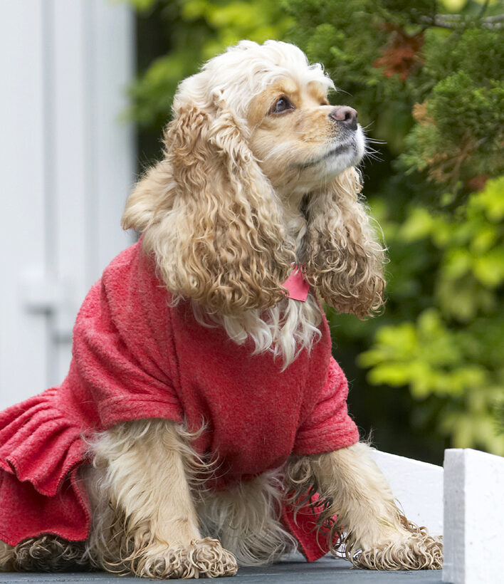Alicia, American, Cocker, Dog, Dogs, Dress, Play, Playing, Playtime, Red, Sit, Sitting, Spaniel, Spaniels