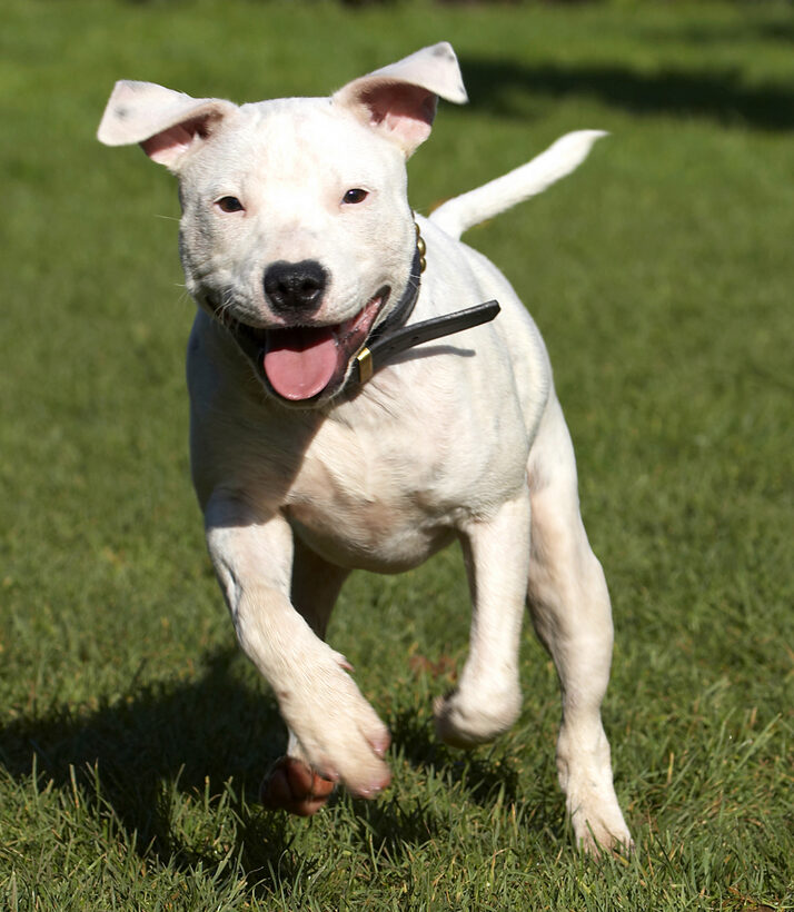 Bull, Dog, Dogs, Domino, Leap, Leaping, Play, Playing, Playtime, Puppies, Puppy, Run, Running, Sky, Staffordshire, Terrier, Terriers, Tongue