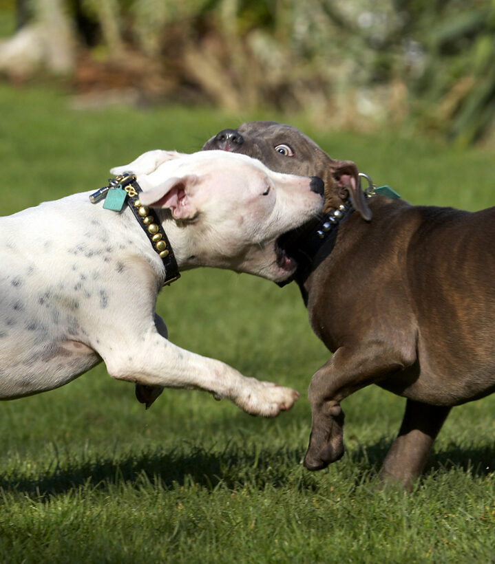 Best, Bull, Dog, Dogs, Domino, Friends, Play, Playing, Playtime, Puppies, Puppy, Sky, Staffordshire, Terrier, Terriers