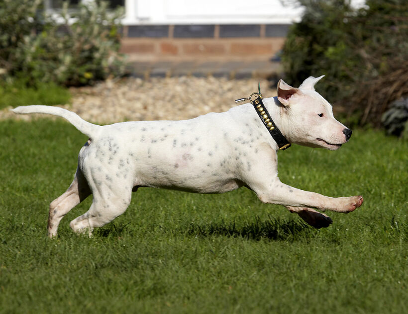 Bull, Dog, Dogs, Domino, Play, Playing, Playtime, Puppies, Puppy, Run, Running, Sky, Staffordshire, Terrier, Terriers