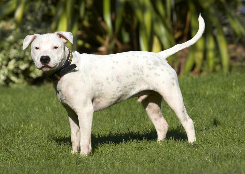 Bull, Dog, Dogs, Domino, Play, Playing, Playtime, Puppies, Puppy, Sky, Staffordshire, Stand, Standing, Terrier, Terriers