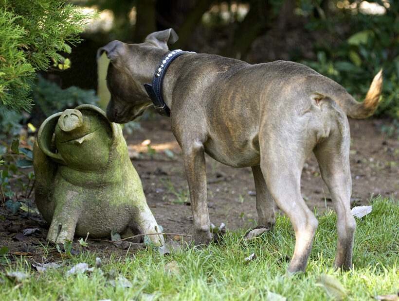 Bull, Curious, Dog, Dogs, Domino, Pig, Play, Playing, Playtime, Puppies, Puppy, Sky, Staffordshire, Stone, Terrier, Terriers
