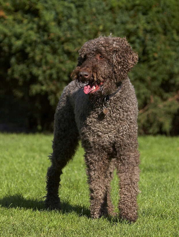Dog, Dogs, Elvis, Play, Playing, Playtime, Poodle, Stand, Standard, Standing, Tongue