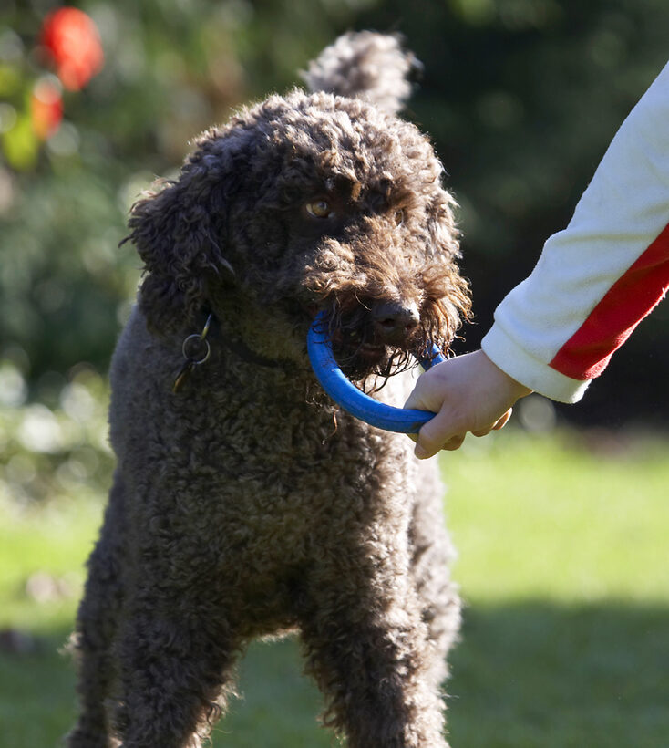 Dog, Dogs, Elvis, Play, Playing, Playtime, Poodle, Standard, Tug-o-war