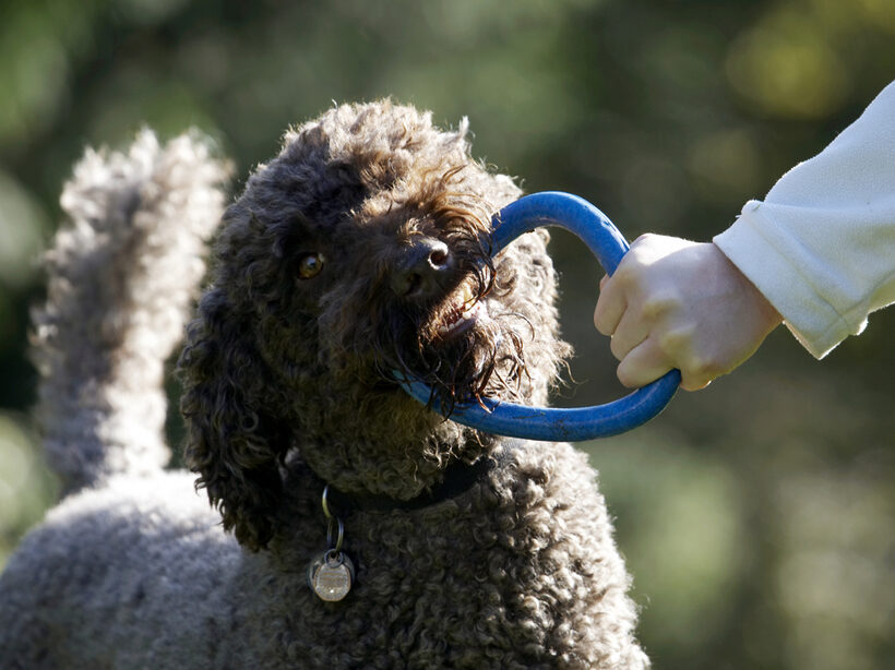 Dog, Dogs, Elvis, Play, Playing, Playtime, Poodle, Standard, Tug-o-war