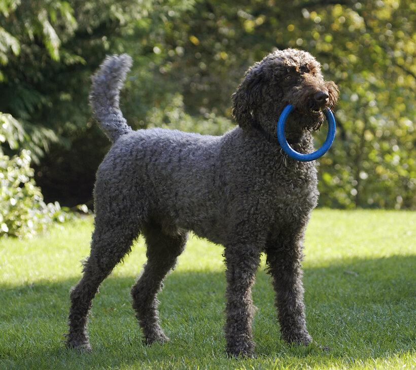 Dog, Dogs, Elvis, Play, Playing, Playtime, Poodle, Standard