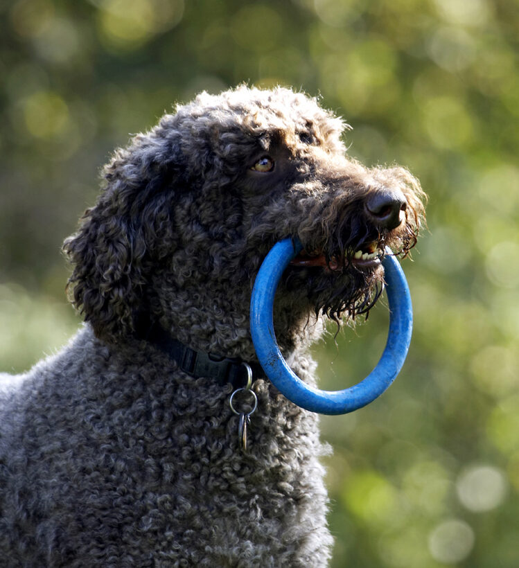 Dog, Dogs, Elvis, Play, Playing, Playtime, Poodle, Standard