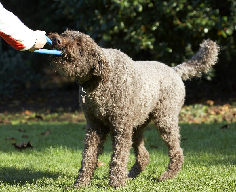 Dog, Dogs, Elvis, Play, Playing, Playtime, Poodle, Standard, Tug-o-war