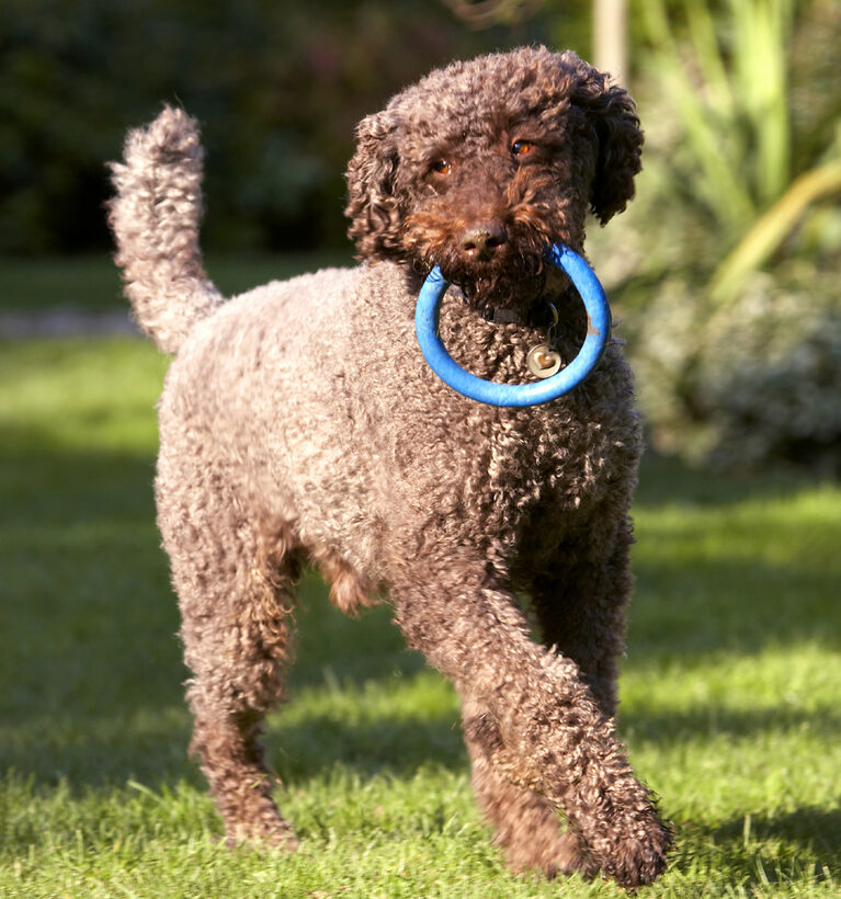Dean, Dog, Dogs, Elvis, Play, Playing, Playtime, Poodle, Standard