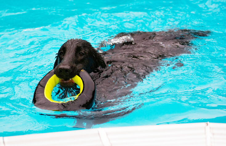 Dog, Dogs, Flat Coated Retriever, Loki, Pool, Swimming