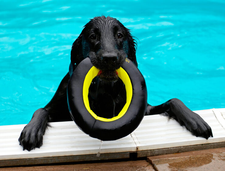 Dog, Dogs, Flat Coated Retriever, Loki, Pool, Swimming