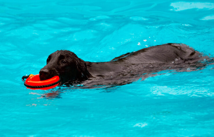 Dog, Dogs, Flat Coated Retriever, Loki, Pool, Swimming