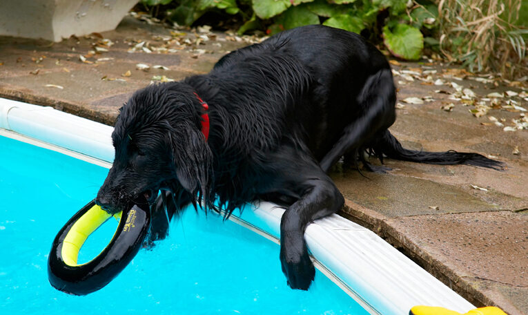 Dog, Dogs, Flat Coated Retriever, Loki, Pool, Swimming