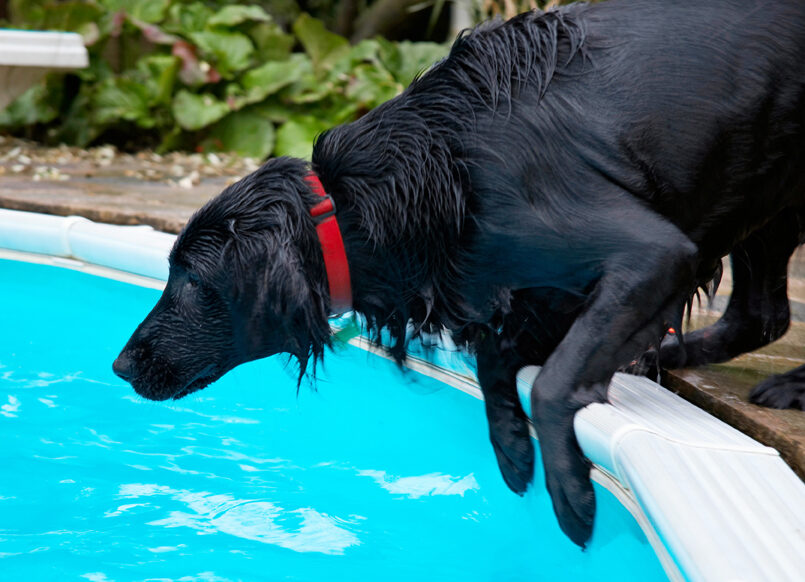 Dog, Dogs, Flat Coated Retriever, Loki, Pool, Swimming