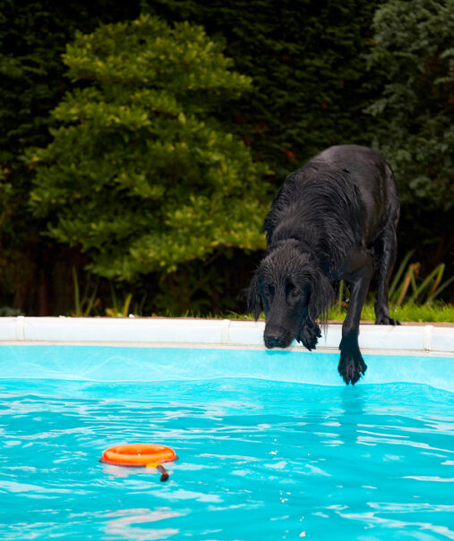 Dog, Dogs, Flat Coated Retriever, Loki, Pool, Swimming
