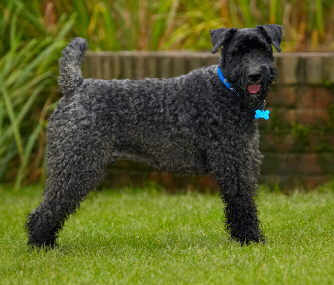 Dog, Dogs, Kerry Blue Terrier, Paddy, Terriers, Tongue