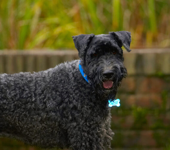 Dog, Dogs, Kerry Blue Terrier, Paddy, Terriers, Tongue