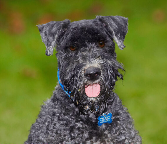 Dog, Dogs, Kerry Blue Terrier, Paddy, Terriers, Tongue