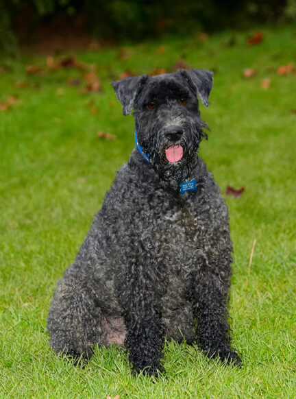 Dog, Dogs, Kerry Blue Terrier, Paddy, Terriers, Tongue
