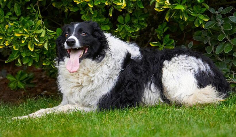 Border Collie, Collies, Dog, Dogs, Jack, Tongue