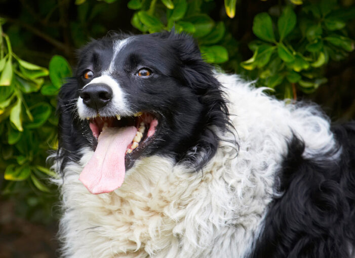 Border Collie, Collies, Dog, Dogs, Jack, Tongue
