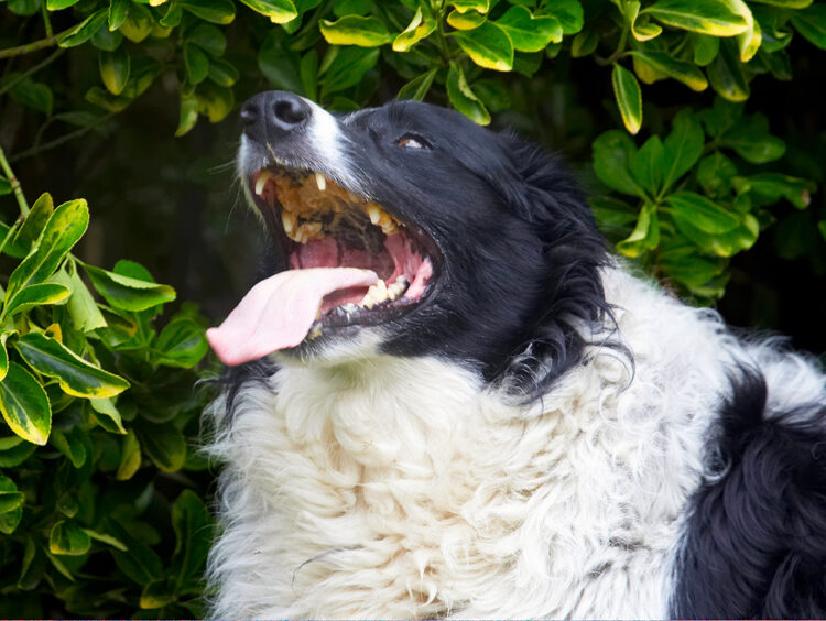 Border Collie, Collies, Dog, Dogs, Jack, Peanut Butter, Tongue