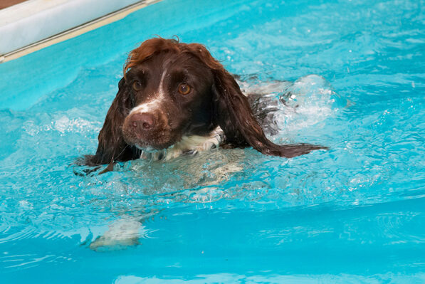 Cocker Spaniel, Dog, Dogs, Meg, Pool, Spaniels, Swimming, Working