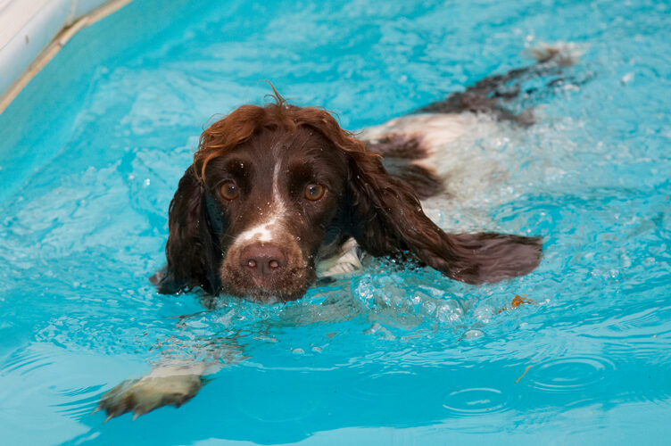 Cocker Spaniel, Dog, Dogs, Meg, Pool, Spaniels, Swimming, Working