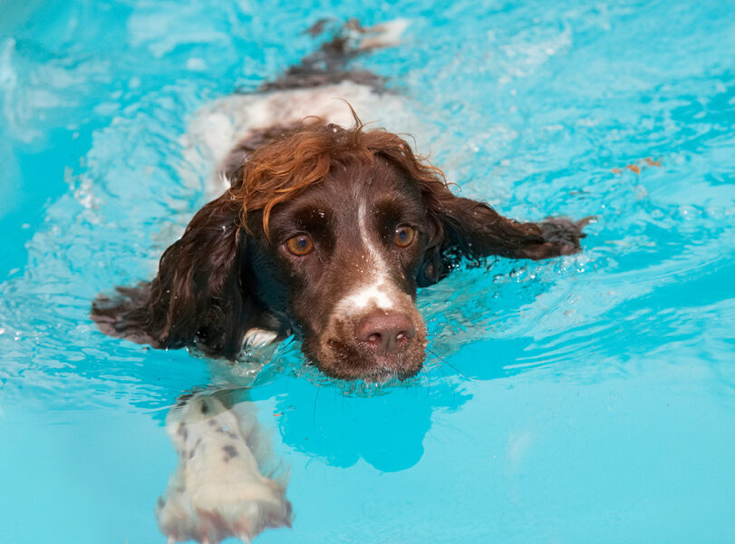 Cocker Spaniel, Dog, Dogs, Meg, Pool, Spaniels, Swimming, Working