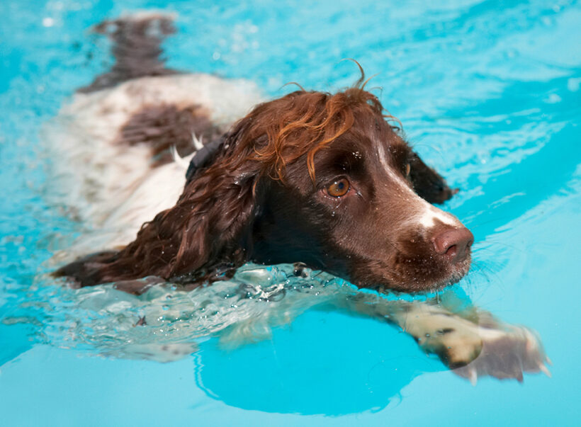 Cocker Spaniel, Dog, Dogs, Meg, Pool, Spaniels, Swimming, Working