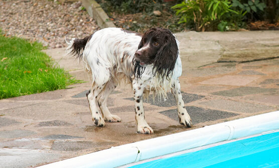 Cocker Spaniel, Dog, Dogs, Meg, Pool, Spaniels, Swimming, Working
