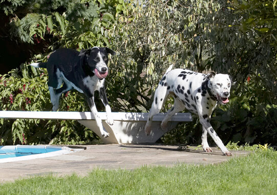 Ball, Dalmatian, Dog, Dogs, Friends, Labrador, Lem, Pip, Play, Playing, Playtime, Run, Running, Tongue