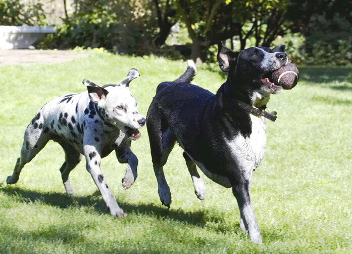 Ball, Chase, Dalmatian, Dog, Dogs, Friends, Labrador, Lem, Pip, Play, Playing, Playtime, Run, Running