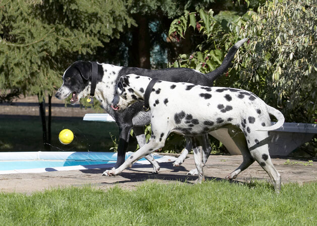 Ball, Dalmatian, Dog, Dogs, Friends, Labrador, Lem, Pip, Play, Playing, Playtime, Run, Running, Tongue
