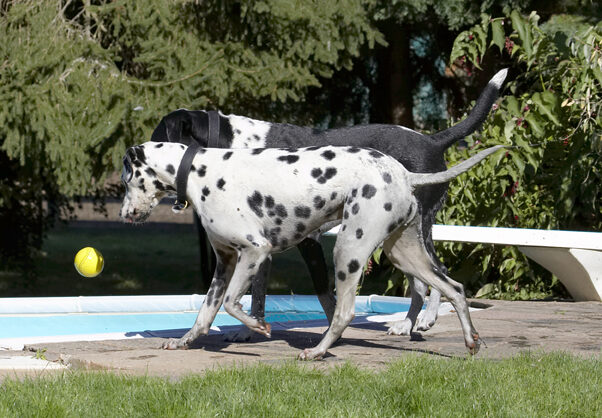 Ball, Dalmatian, Dog, Dogs, Friends, Labrador, Lem, Pip, Play, Playing, Playtime, Run, Running