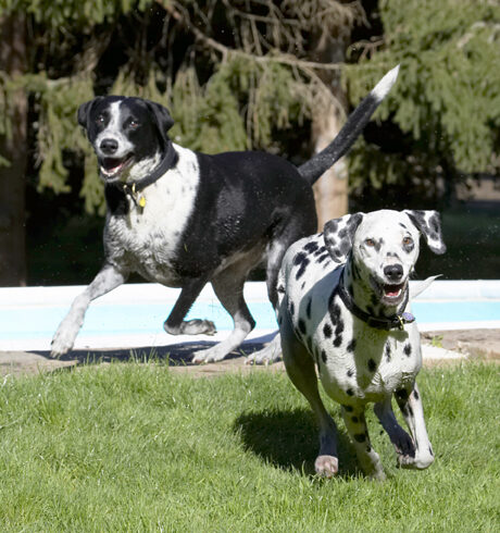 Dalmatian, Dog, Dogs, Friends, Labrador, Lem, Pip, Play, Playing, Playtime, Run, Running