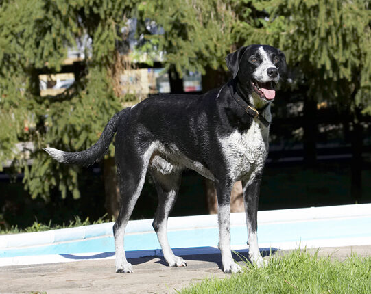 Dalmatian, Dog, Dogs, Friends, Labrador, Lem, Pip, Play, Playing, Playtime, Tongue