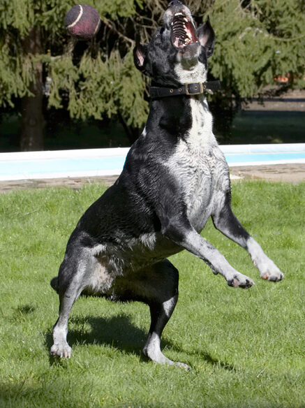 Ball, Dalmatian, Dog, Dogs, Friends, Jump, Jumping, Labrador, Leap, Leaping, Lem, Pip, Play, Playing, Playtime, Run, Running