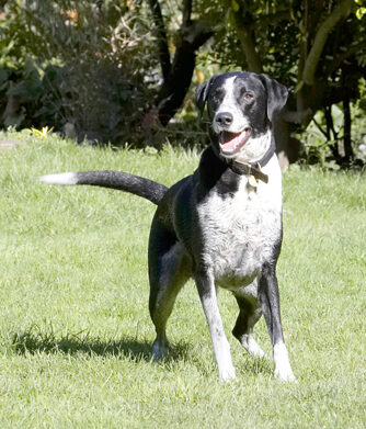 Dalmatian, Dog, Dogs, Friends, Labrador, Lem, Pip, Play, Playing, Playtime, Run, Running