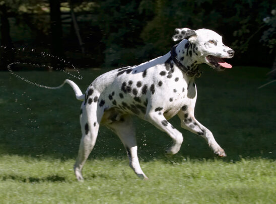 Dalmatian, Dog, Dogs, Friends, Labrador, Lem, Pip, Play, Playing, Playtime, Run, Running, Tongue