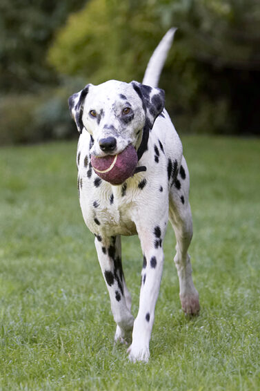 Ball, Dalmatian, Dog, Dogs, Friends, Labrador, Lem, Pip, Play, Playing, Playtime, Run, Running