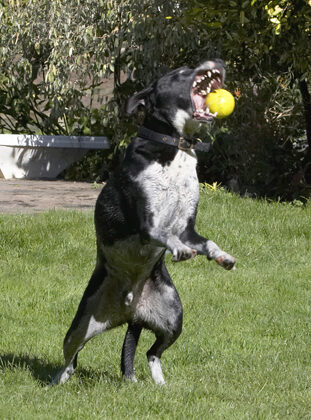 Ball, Dalmatian, Dog, Dogs, Friends, Labrador, Lem, Pip, Play, Playing, Playtime, Run, Running