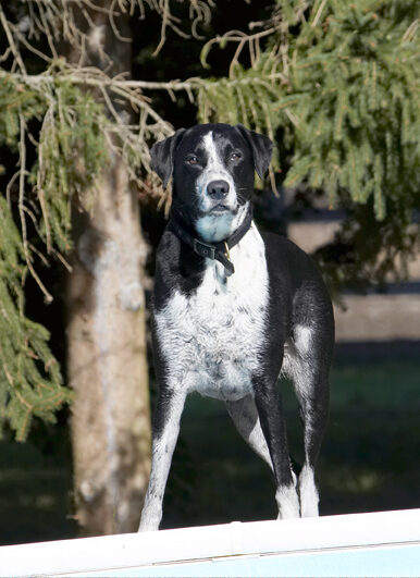 Dalmatian, Dog, Dogs, Friends, Labrador, Lem, Pip, Play, Playing, Playtime, Run, Running