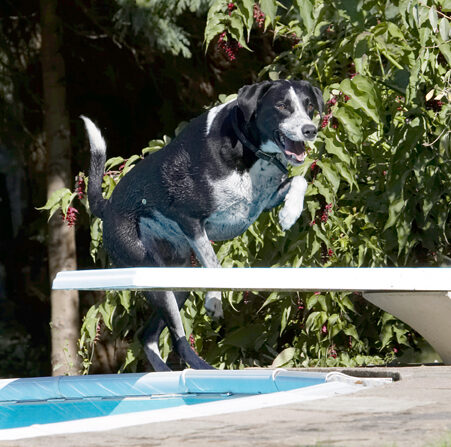 Dalmatian, Dog, Dogs, Friends, Jump, Jumping, Labrador, Leap, Leaping, Lem, Pip, Play, Playing, Playtime, Run, Running