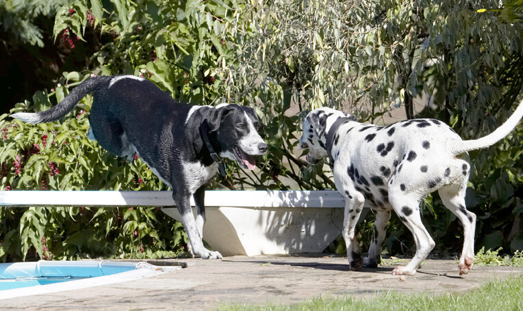 Dalmatian, Dog, Dogs, Friends, Labrador, Lem, Pip, Play, Playing, Playtime, Run, Running