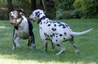 Ball, Dalmatian, Dog, Dogs, Friends, Labrador, Lem, Pip, Play, Playing, Playtime, Run, Running