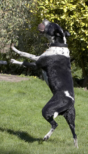 Ball, Dalmatian, Dog, Dogs, Friends, Jump, Jumping, Labrador, Leap, Leaping, Lem, Pip, Play, Playing, Playtime, Run, Running