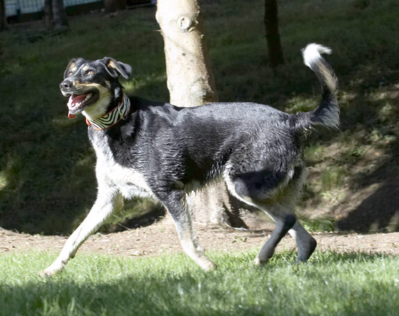 Dog, Dogs, Ella, Greek mutt, Play, Playing, Playtime, Run, Running